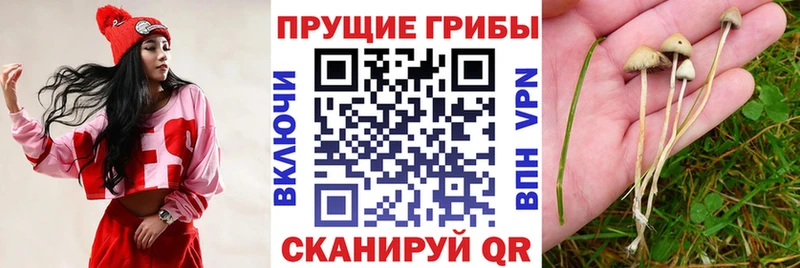 цены наркотик  Вятские Поляны  Галлюциногенные грибы Magic Shrooms 