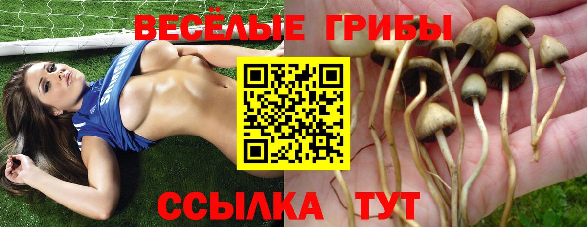 Псилоцибиновые грибы мицелий Вятские Поляны