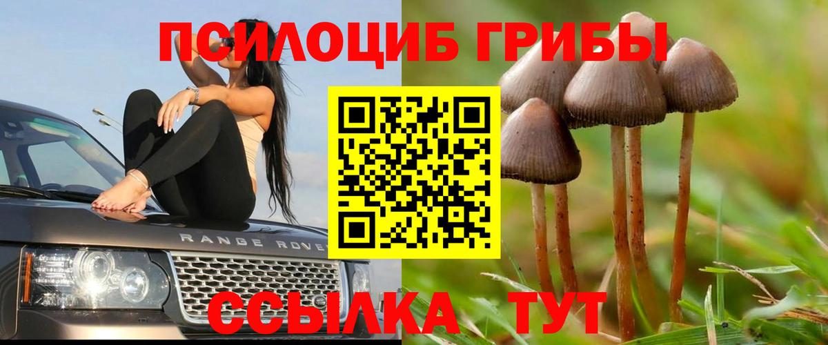 Вятские Поляны  Псилоцибиновые грибы прущие грибы  Вход с VPN 